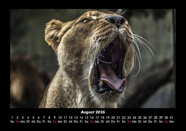 Produktbild: L&ouml;wen in der Wildnis 2026 Fotokalender DIN A3