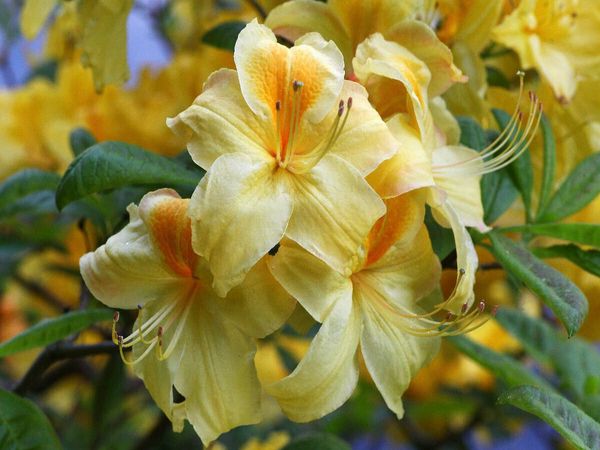 Produktbild: CALVENDO Puzzle Gelber Rhododendron | 1000 Teile Lege-Gr&ouml;&szlig;e 64x48cm Foto-Puzzle f&uuml;r gl&uuml;ckliche Stunden