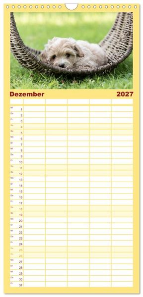Produktbild: Familienplaner 2027 - Maltipoo Welpen mit 5 Spalten (Wandkalender, 21 x 45 cm) CALVENDO