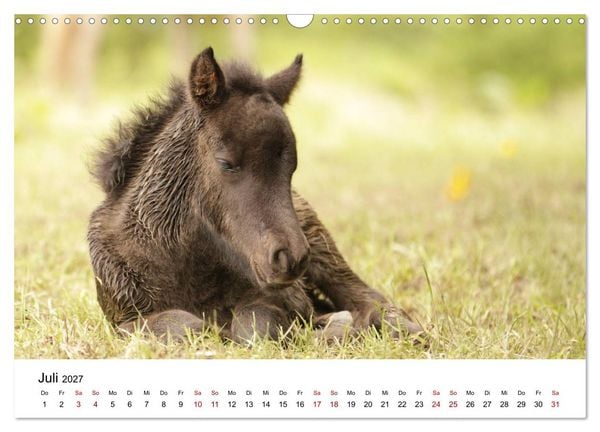 Produktbild: PFERDE - Zwischen Himmel, Erde und Hufschlag (Wandkalender 2027 DIN A3 quer), CALVENDO Monatskalender