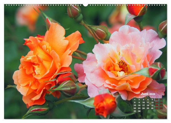 Produktbild: Rosen, die K&ouml;nigin der Blumen (Wandkalender 2026 DIN A2 quer), CALVENDO Monatskalender