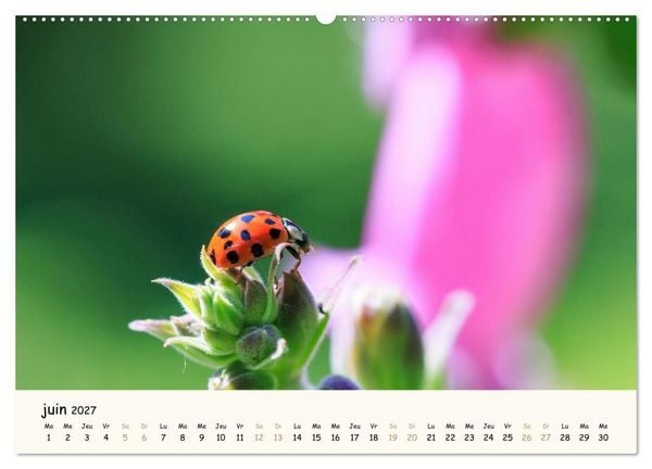 Produktbild: Les voisins du jardin - Une ann&eacute;e de rencontres (Calendrier mural haut de gamme 2027 DIN A2 vertical), CALVENDO calendrier mensuel