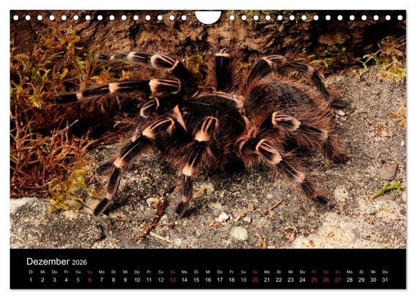 Produktbild: Vogelspinnen - Tarantulas (Wandkalender 2026 DIN A4 quer), CALVENDO Monatskalender