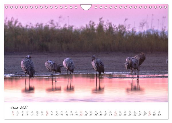 Produktbild: Kraniche am Schlafplatz - im Naturparadies der Mecklenburgischen Seenplatte (Wandkalender 2026 DIN A4 quer), CALVENDO Monatskalender