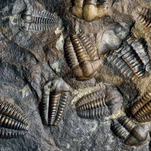 Produktbild: Leben auf unserem Planeten