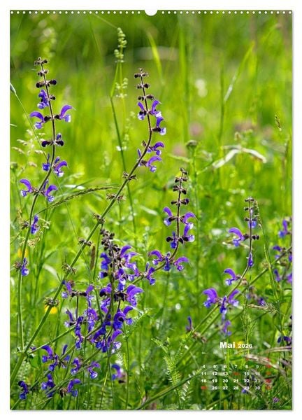 Produktbild: Ein Spaziergang &uuml;ber eine Sommerwiese (Wandkalender 2026 DIN A2 hoch), CALVENDO Monatskalender