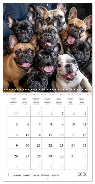Produktbild: French Bulldogs (Wall Calendar 2026 12 &times; 12 Inch) CALVENDO 12 Month Wall Calendar