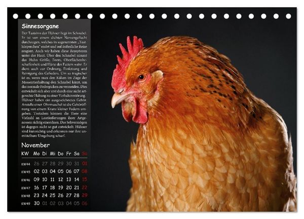 Produktbild: Von der Einzigartigkeit der H&uuml;hner 2026 (Tischkalender 2026 DIN A5 quer), CALVENDO Monatskalender