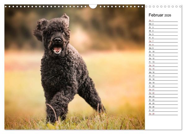 Produktbild: Lockenw&ouml;lfe - Energieb&uuml;ndel Pudel (Wandkalender 2026 DIN A3 quer), CALVENDO Monatskalender