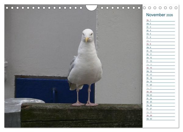 Produktbild: M&ouml;wen - Von der Ostsee bis zum Atlantik (Wandkalender 2026 DIN A4 quer), CALVENDO Monatskalender