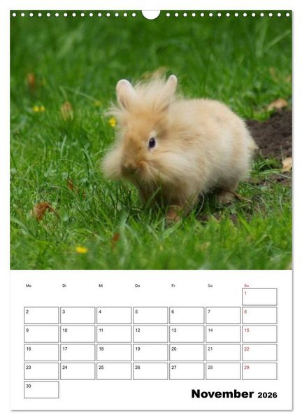 Produktbild: Kaninchen Terminplaner (Wandkalender 2026 DIN A3 hoch), CALVENDO Monatskalender