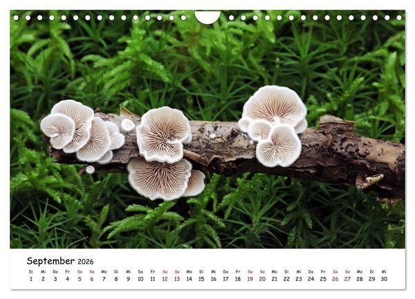 Produktbild: Pilzgalerie - Die bunte Welt der Baumpilze (Wandkalender 2026 DIN A4 quer), CALVENDO Monatskalender