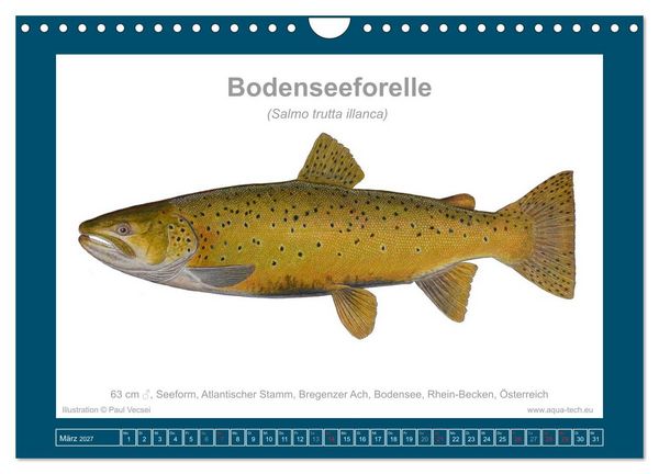 Produktbild: Fisch als Kunst 2027: Seeforellen (Wandkalender 2027 DIN A4 quer), CALVENDO Monatskalender