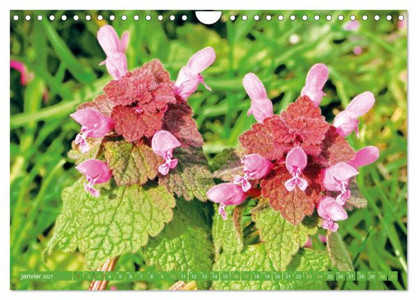 Produktbild: Fleurs du jardin aromatique (Calendrier mural 2027 DIN A4 vertical), CALVENDO calendrier mensuel
