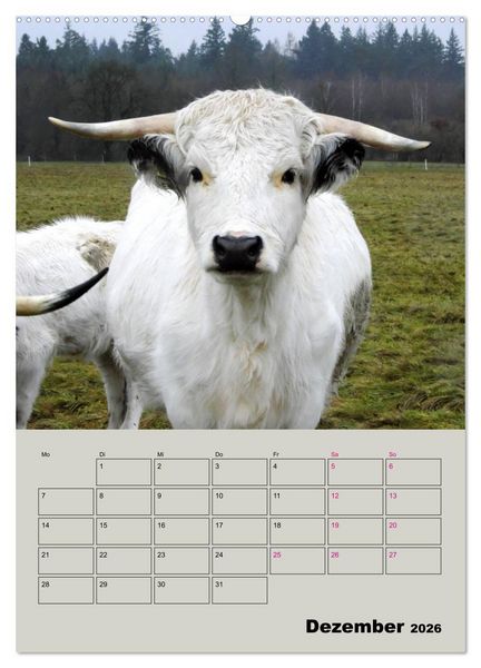 Produktbild: Kuhportraits Hornk&uuml;he (hochwertiger Premium Wandkalender 2026 DIN A2 hoch), Kunstdruck in Hochglanz