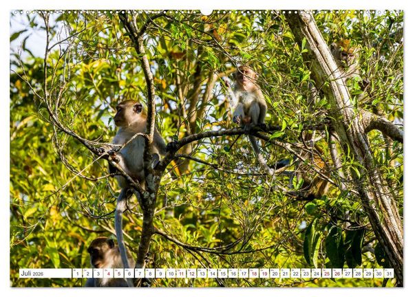 Produktbild: Gunung Leuser Nationalpark Sumatra (Wandkalender 2026 DIN A2 quer), CALVENDO Monatskalender
