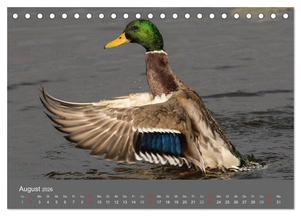 Produktbild: Der Federsee - Vogelparadies in Oberschwaben (Tischkalender 2026 DIN A5 quer), CALVENDO Monatskalender