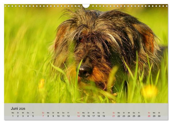 Produktbild: Liebenswerte Clowns (Wandkalender 2026 DIN A3 quer), CALVENDO Monatskalender