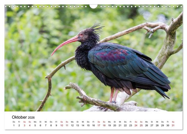 Produktbild: Der Waldrapp - Ein skurriler Vogel (Wandkalender 2026 DIN A3 quer), CALVENDO Monatskalender