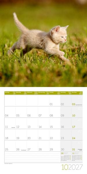 Produktbild: Katzen Kalender 2027 - 30x30 - Art12