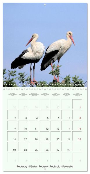 Produktbild: La parade des plumes (Calendrier mural carr&eacute; 2026 30x30 cm) Calendrier double avec une page pour vos prises de notes