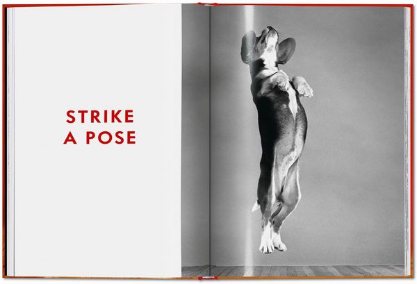 Produktbild: Walter Chandoha. Dogs. Photographs 1941&ndash;1991