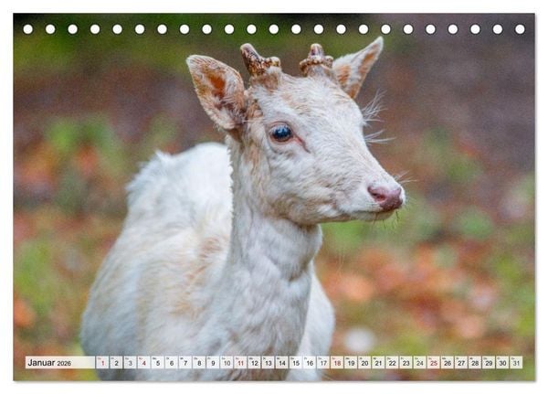 Produktbild: Rehe - Sanfte Waldbewohner (Tischkalender 2026 DIN A5 quer), CALVENDO Monatskalender