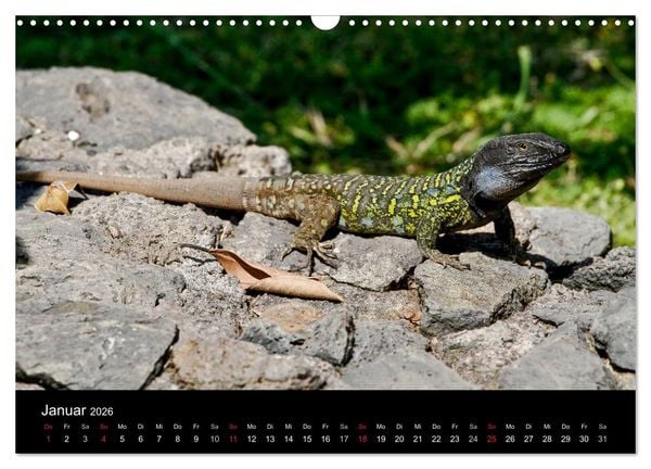 Produktbild: Reptilienkalender 2026 (Wandkalender 2026 DIN A3 quer), CALVENDO Monatskalender