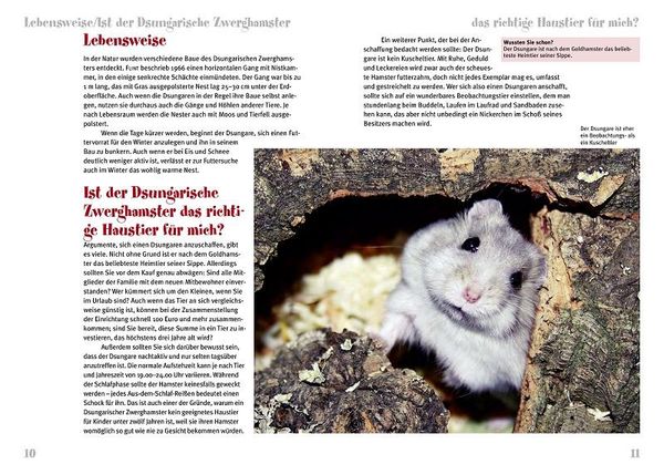 Produktbild: Der Dsungarische Zwerghamster