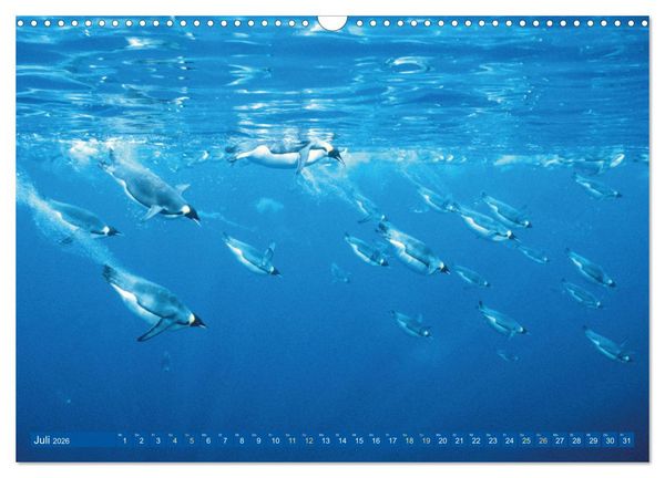 Produktbild: Tauchen: Wunderbares tiefblaues Meer (Wandkalender 2026 DIN A3 quer), CALVENDO Monatskalender