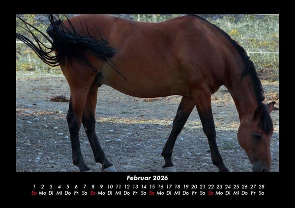 Produktbild: Welt der Pferde 2026 Fotokalender DIN A3