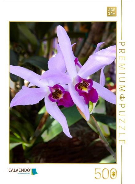 CALVENDO Puzzle Cattleya percivaliana | 500 Teile Lege-Größe 48 × 36 cm Foto-Puzzle für Erwachsene