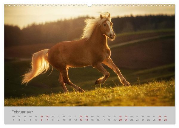 Produktbild: Pferde - Anmut, Eleganz, Magie (hochwertiger Premium Wandkalender 2027 DIN A2 quer), Kunstdruck in Hochglanz