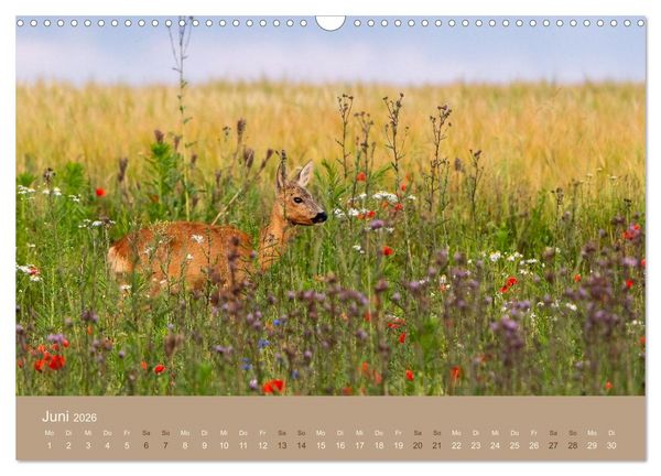 Produktbild: Jenseits der Z&auml;une (Wandkalender 2026 DIN A3 quer), CALVENDO Monatskalender