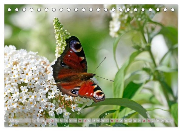 Produktbild: Schmetterlingsjahr (Tischkalender 2026 DIN A5 quer), CALVENDO Monatskalender