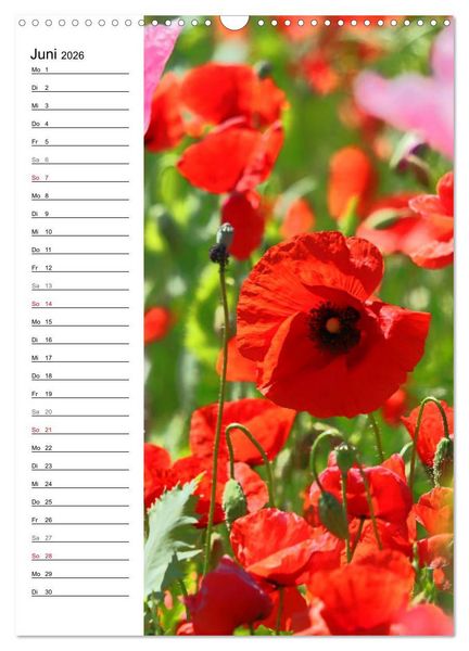 Produktbild: Mohn, zarte Bl&uuml;ten, starke Farben, der Geburtstagskalender (Wandkalender 2026 DIN A3 hoch), CALVENDO Monatskalender