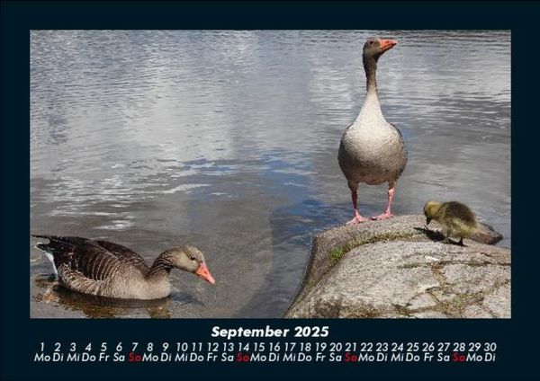 Produktbild: Enten 2025 Fotokalender DIN A5