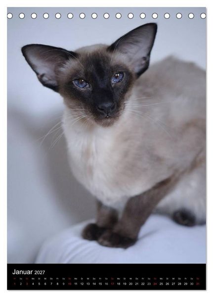 Produktbild: Orientalische Katzen 2027 (Tischkalender 2027 DIN A5 hoch), CALVENDO Monatskalender