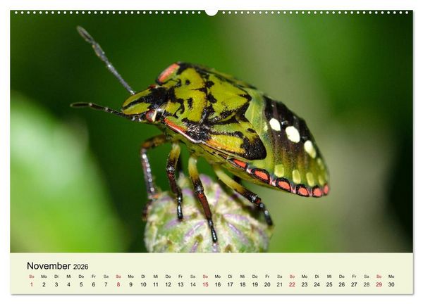 Produktbild: Insekten. Faszinierend und wichtig (Wandkalender 2026 DIN A2 quer), CALVENDO Monatskalender