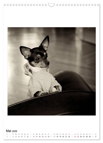 Produktbild: CHIHUAHUA CHIC Photos Marion Koell (Wandkalender 2026 DIN A3 hoch), CALVENDO Monatskalender