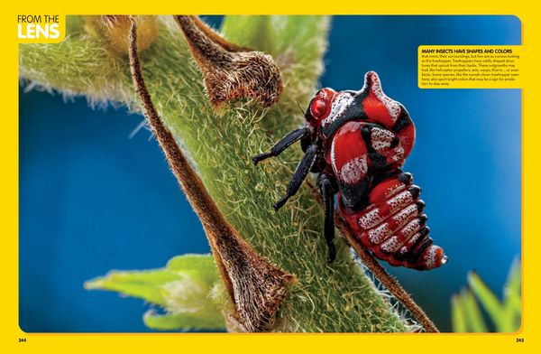 Produktbild: National Geographic Kids Animal Encyclopedia, 2nd Edition