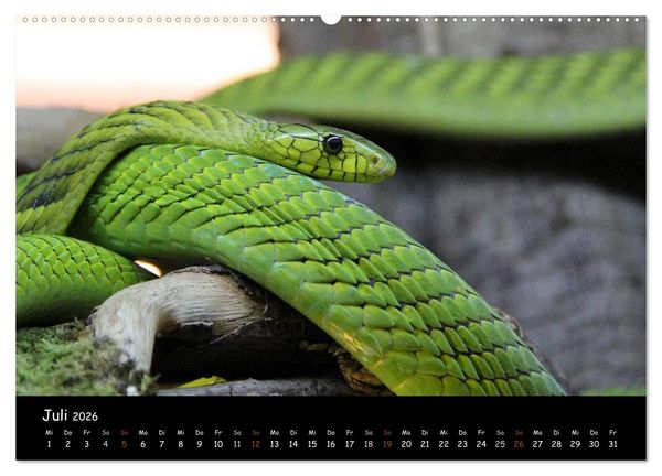 Produktbild: Reptilien 2026 (hochwertiger Premium Wandkalender 2026 DIN A2 quer), Kunstdruck in Hochglanz