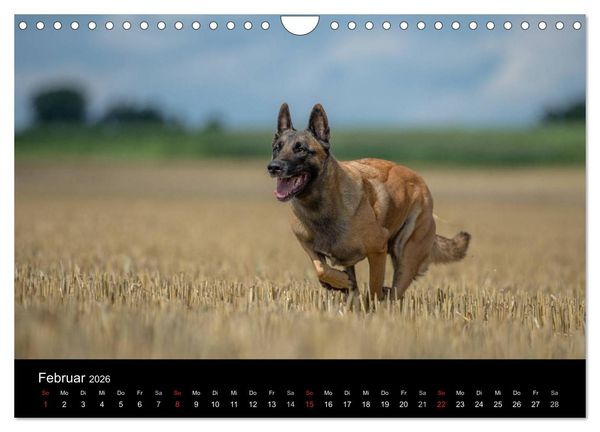 Produktbild: Belgischer Sch&auml;ferhund - Der Malinois in Action (Wandkalender 2026 DIN A4 quer), CALVENDO Monatskalender