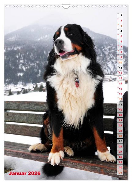 Produktbild: B&Auml;R - Der Berner Sennenhund (Wandkalender 2026 DIN A3 hoch), CALVENDO Monatskalender