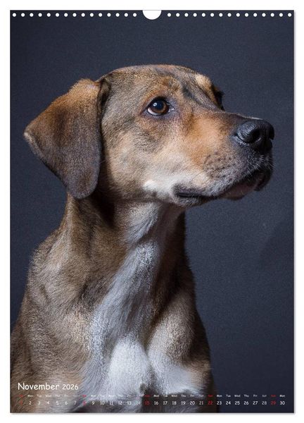 Produktbild: Dogs in Style (Wall Calendar 2026 DIN A3 portrait), CALVENDO 12 Month Wall Calendar