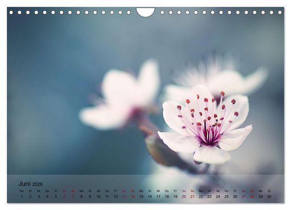 Produktbild: Bl&uuml;tenrausch - Mit Fr&uuml;hlingsgef&uuml;hlen durchs ganze Jahr (Wandkalender 2026 DIN A4 quer), CALVENDO Monatskalender