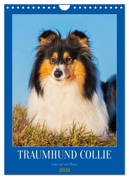Traumhund Collie - Liebe auf vier Pfoten (Wandkalender 2026 DIN A4 hoch), CALVENDO Monatskalender