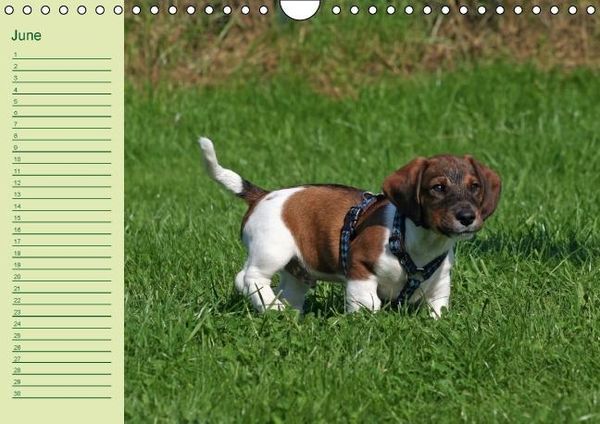 Produktbild: Puppies Birthday Calendar / UK-Version (Wall Calendar perpetual DIN A4 Landscape)