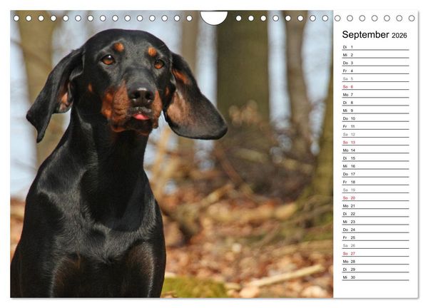 Produktbild: Der Brandlbracken-Terminplaner (Wandkalender 2026 DIN A4 quer), CALVENDO Monatskalender