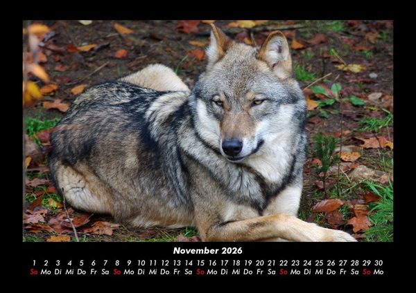 Produktbild: Tiere in der Wildnis 2026 Fotokalender DIN A3